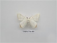 藏品(尺蛾325)的圖片